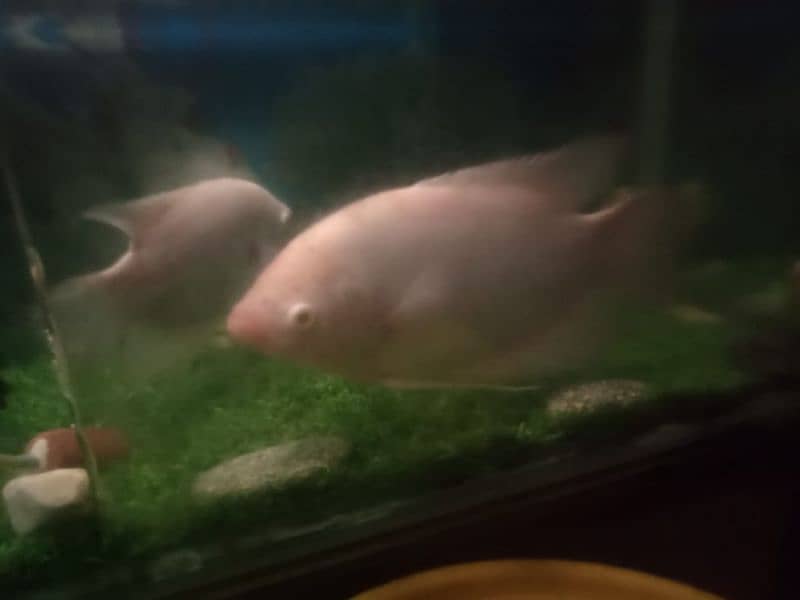 Male Giant Gourami fish 3