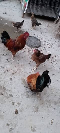 2 Desi Male and 1 Aseel Female hens for sale.