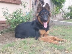 german shepherd