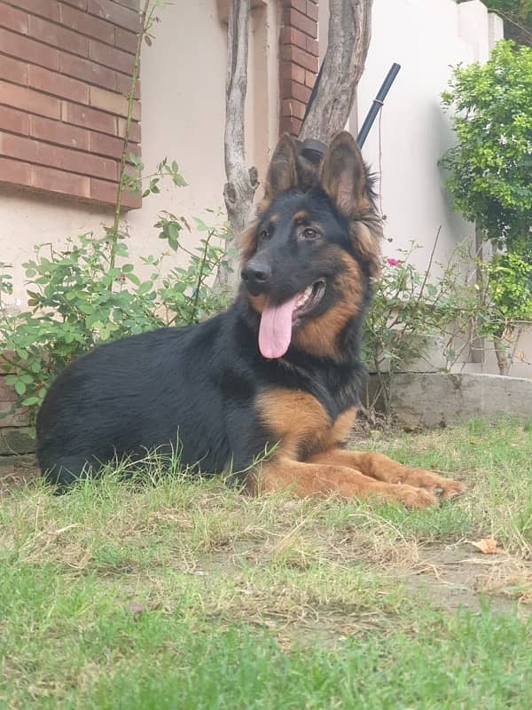 german shepherd 2