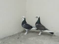 Sherazi Pigeons Breeder Pairs