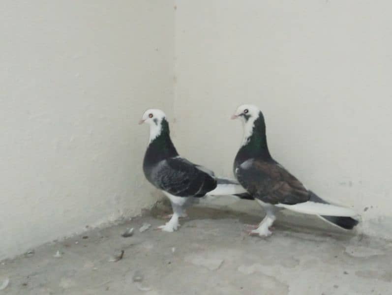 Sherazi Pigeons Breeder Pairs 0