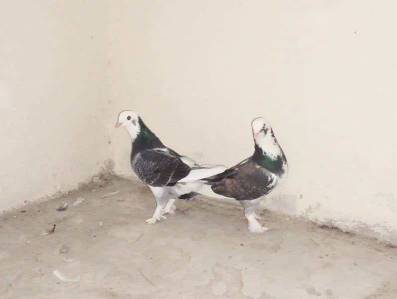 Sherazi Pigeons Breeder Pairs 1