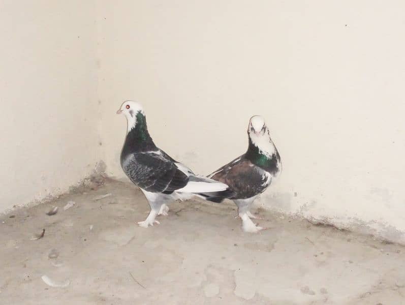 Sherazi Pigeons Breeder Pairs 2