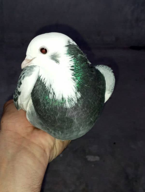 Sherazi Pigeons Breeder Pairs 3