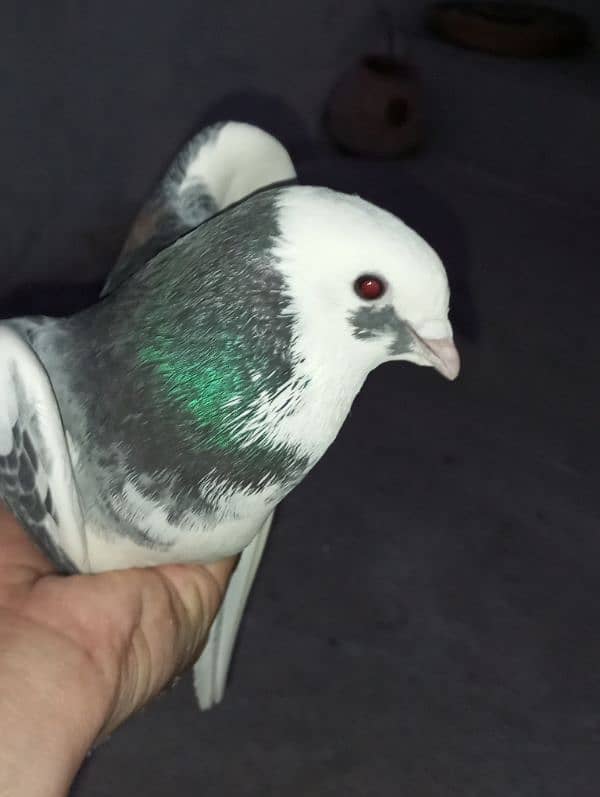 Sherazi Pigeons Breeder Pairs 4