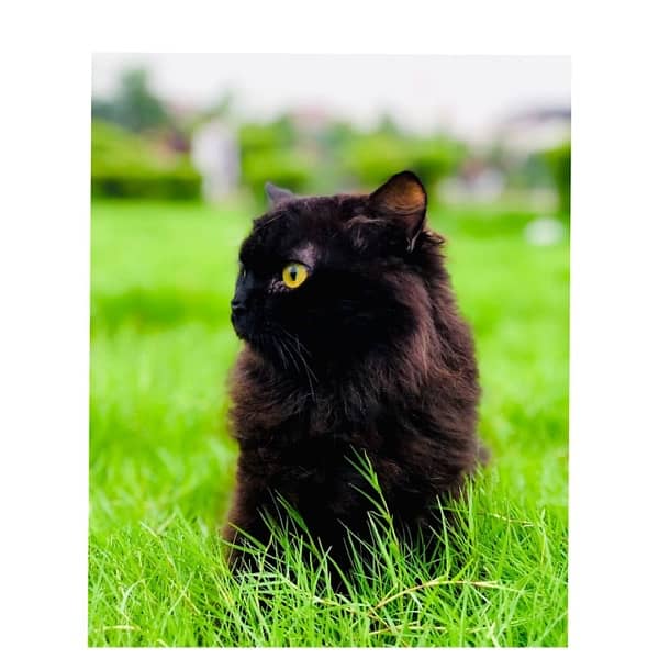 perchian cat available 1