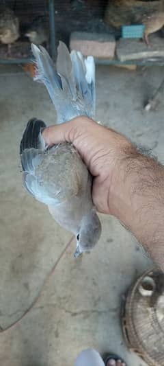 fakhta Eurassian coller dove pakistani fakhita required 0