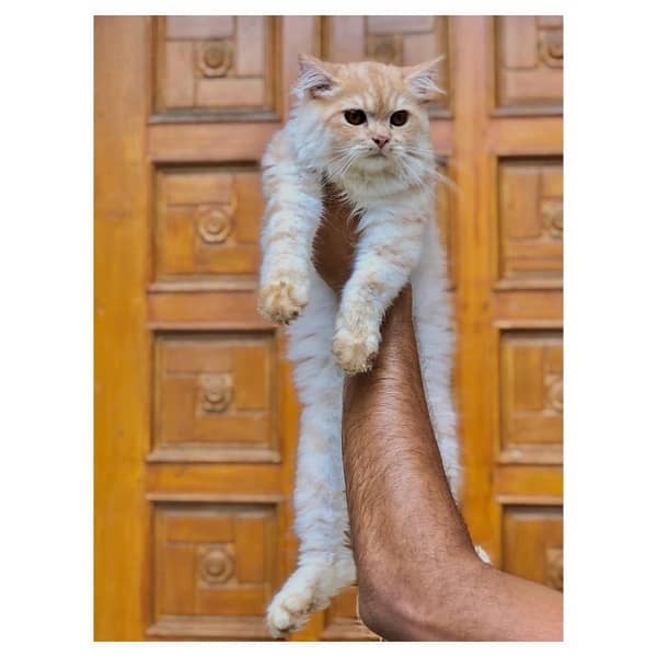 perchian cat available 6