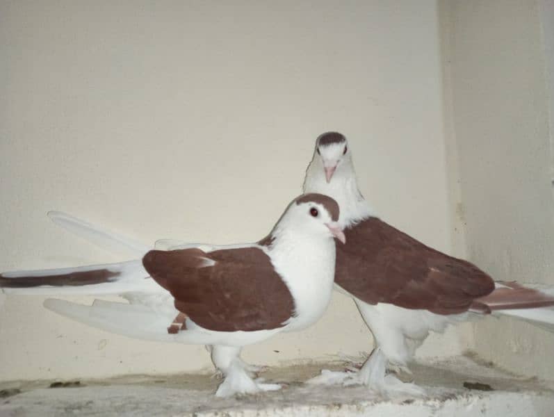 Sherazi Pigeons Breeder Pairs 5