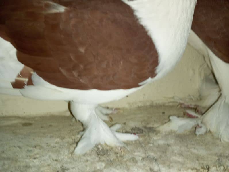 Sherazi Pigeons Breeder Pairs 6