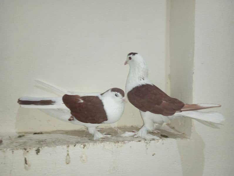 Sherazi Pigeons Breeder Pairs 8