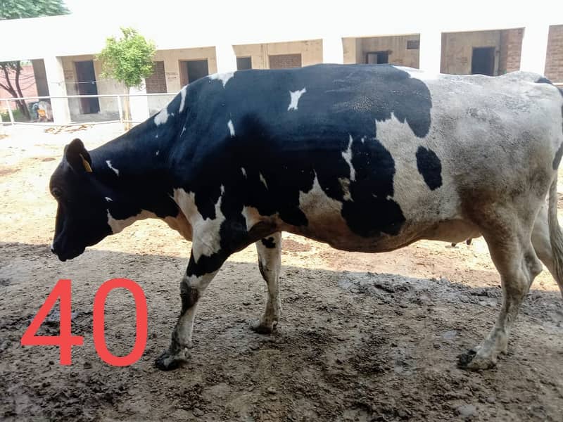 Friesian Cross Cows for sale 3