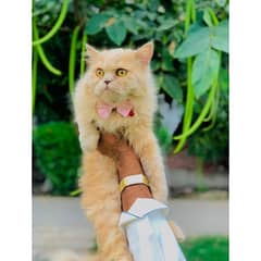 perchian cat available