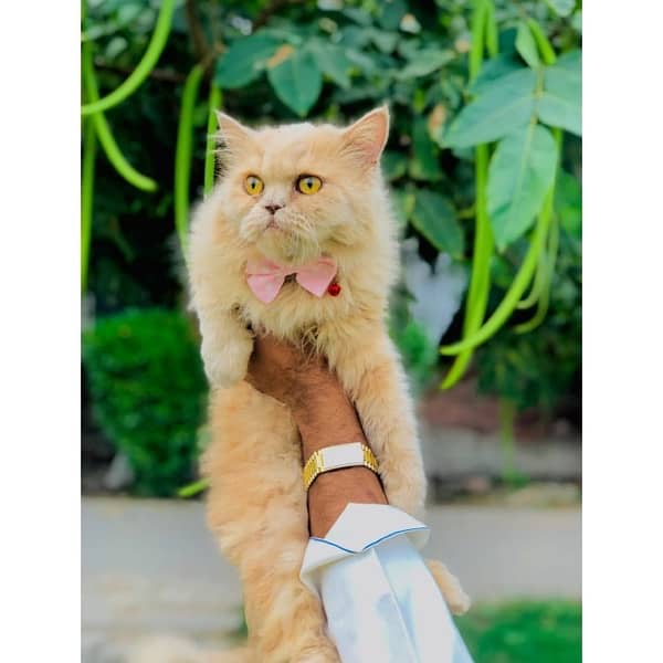 perchian cat available 0