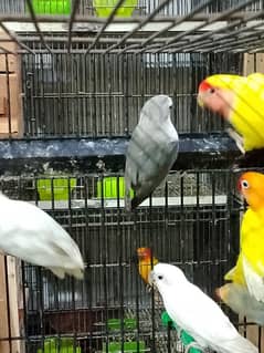 mix love birds