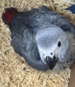 African grey parrot for sale. 0319-4340-226