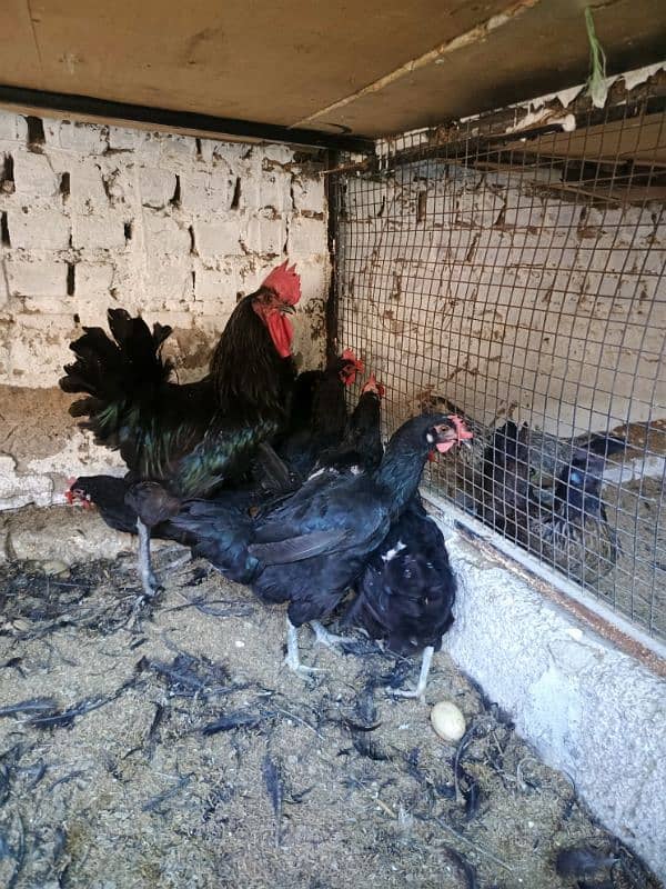 Austrolorp & Ayam Cemani Breeders chicks &Eggs 1