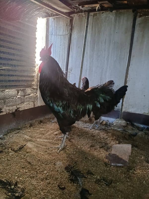 Austrolorp & Ayam Cemani Breeders chicks &Eggs 2