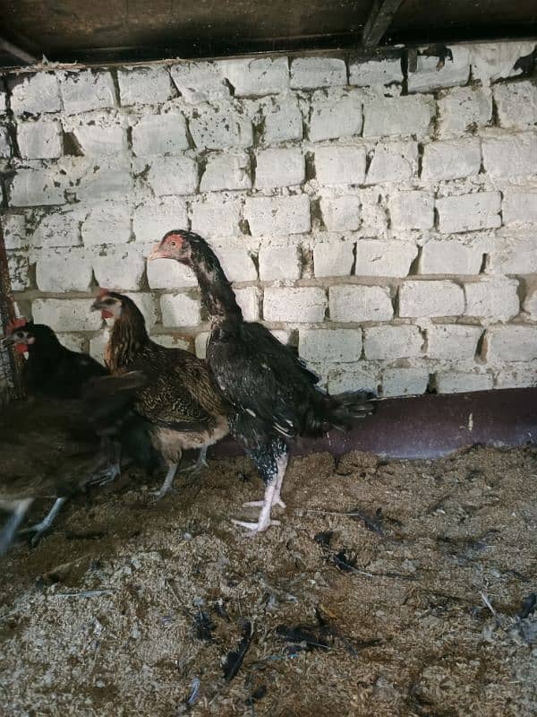 Austrolorp & Ayam Cemani Breeders chicks &Eggs 3