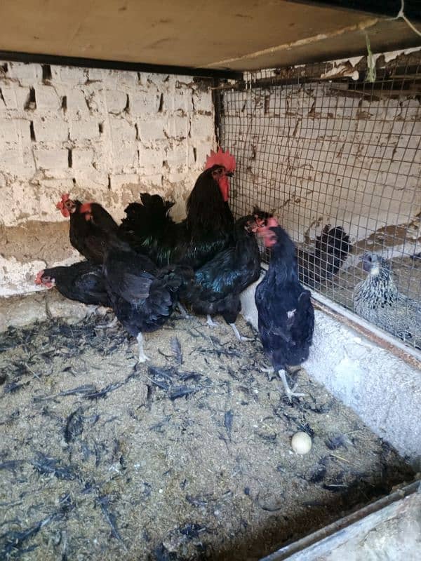 Austrolorp & Ayam Cemani Breeders chicks &Eggs 4