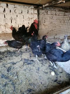 Austrolorp & Ayam Cemani Breeders chicks &Eggs 0