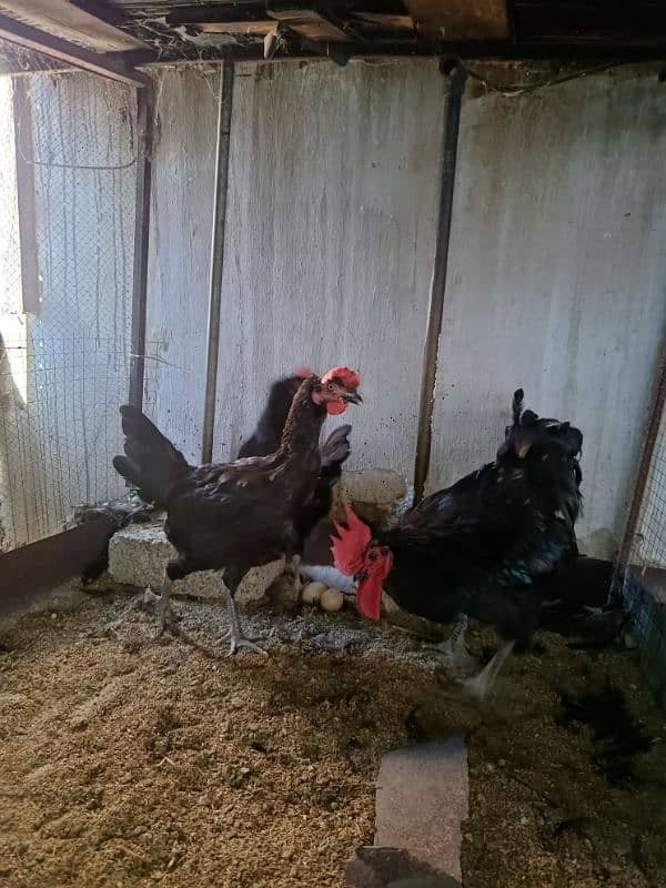 Austrolorp & Ayam Cemani Breeders chicks &Eggs 5