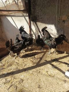 Ayam Cemani Breeders chicks &Eggs