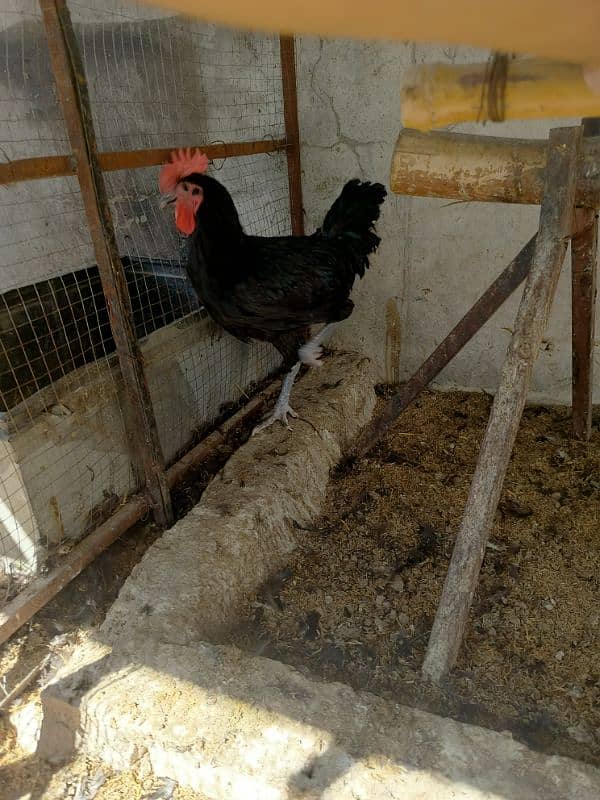 Austrolorp & Ayam Cemani Breeders chicks &Eggs 9