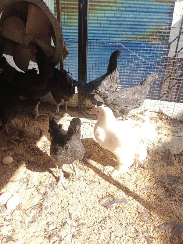 Austrolorp & Ayam Cemani Breeders chicks &Eggs 10