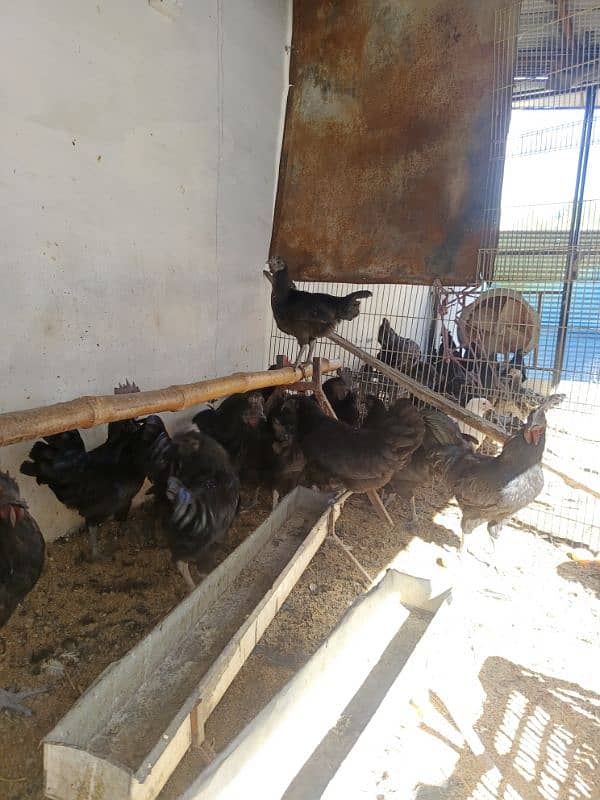 Austrolorp & Ayam Cemani Breeders chicks &Eggs 11