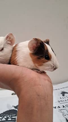 Cute Guinea Pigs(cavies]