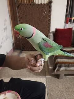 Raw parrot (Male) 0