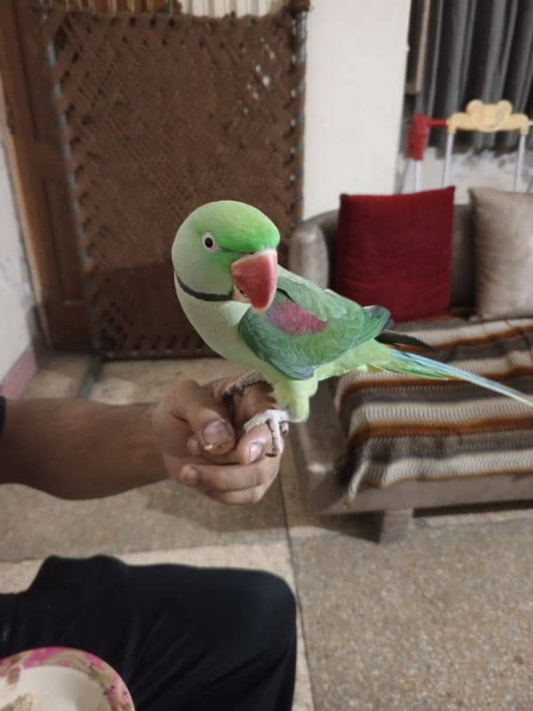 Raw parrot (Male) 1