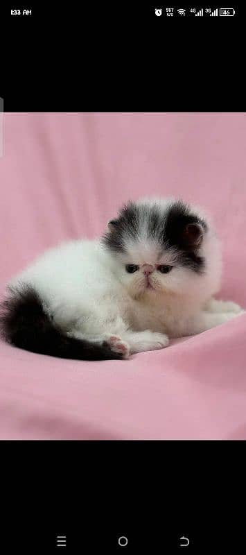 PEREMIUM QUALITY KITTENS 7