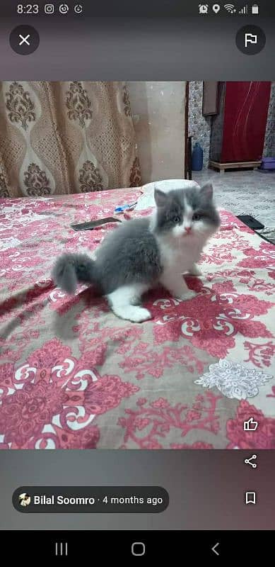 PEREMIUM QUALITY KITTENS 19