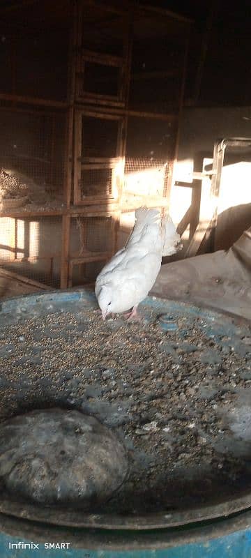 2 Breeder female for sale fan tail Laka kabotar 1