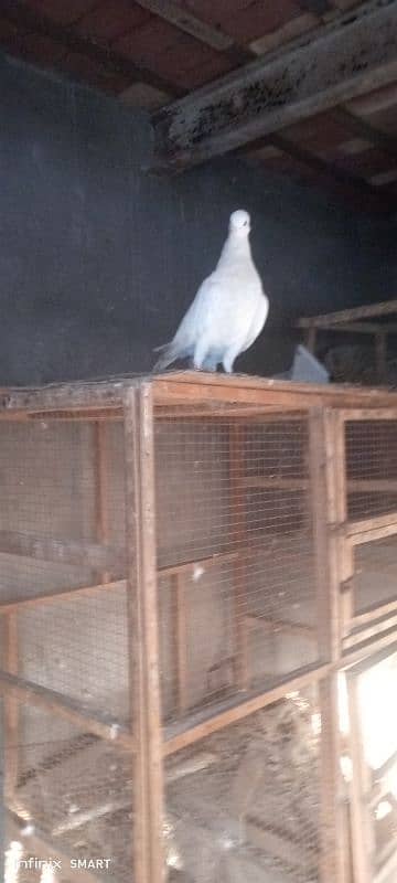 2 Breeder female for sale fan tail Laka kabotar 2