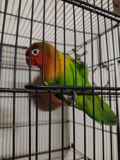 love bird breeder male for sale 0