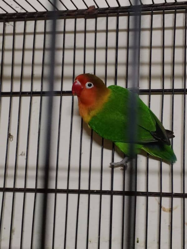 love bird breeder male for sale 1