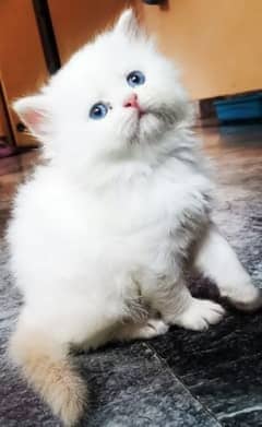 White triple coated kitten