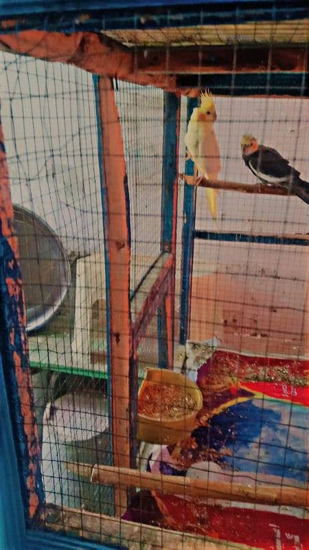 Birds Cage Urgent SALE 1