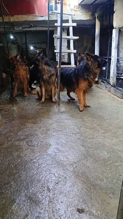 German Shepherd Long cot adults 7Dogs available For sale 0