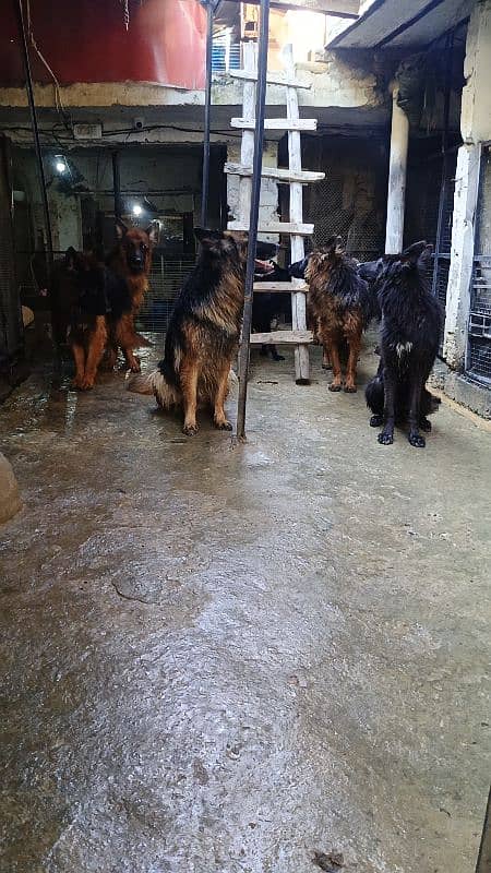 German Shepherd Long cot adults 7Dogs available For sale 1