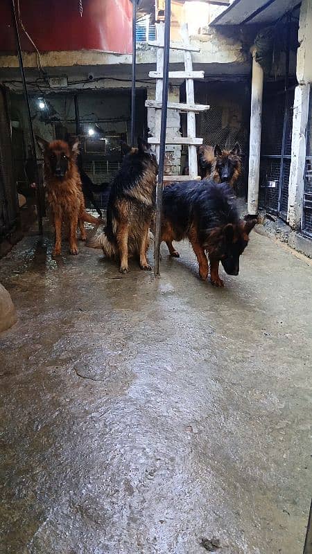 German Shepherd Long cot adults 7Dogs available For sale 2