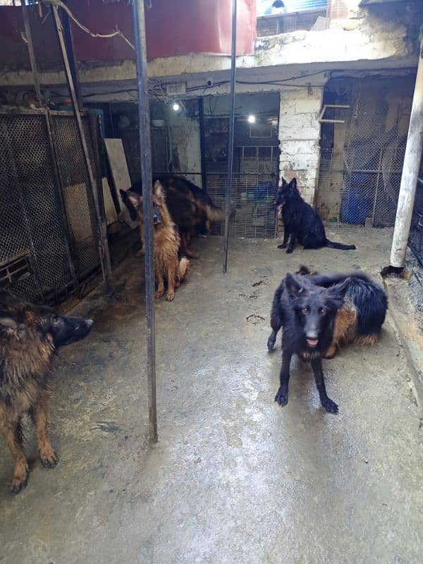 German Shepherd Long cot adults 7Dogs available For sale 3