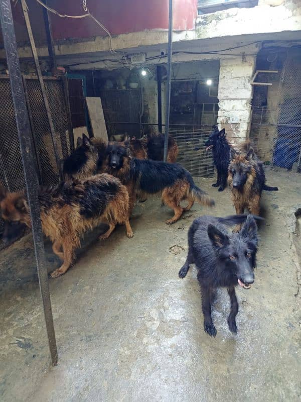 German Shepherd Long cot adults 7Dogs available For sale 4