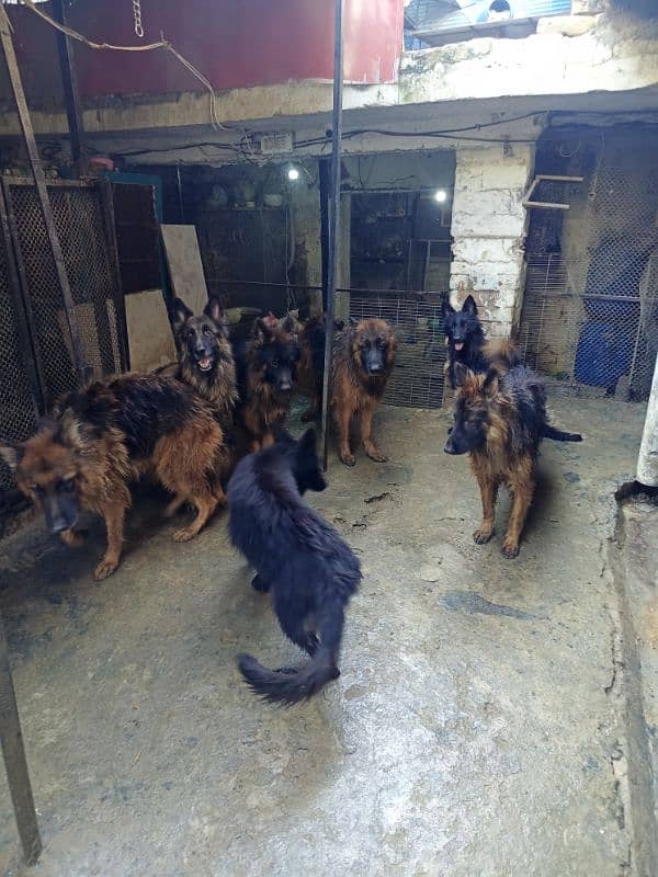 German Shepherd Long cot adults 7Dogs available For sale 5