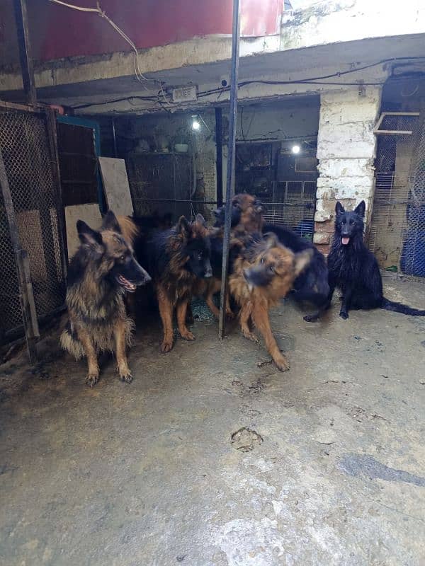 German Shepherd Long cot adults 7Dogs available For sale 6