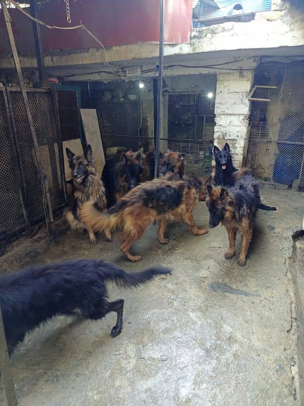 German Shepherd Long cot adults 7Dogs available For sale 7